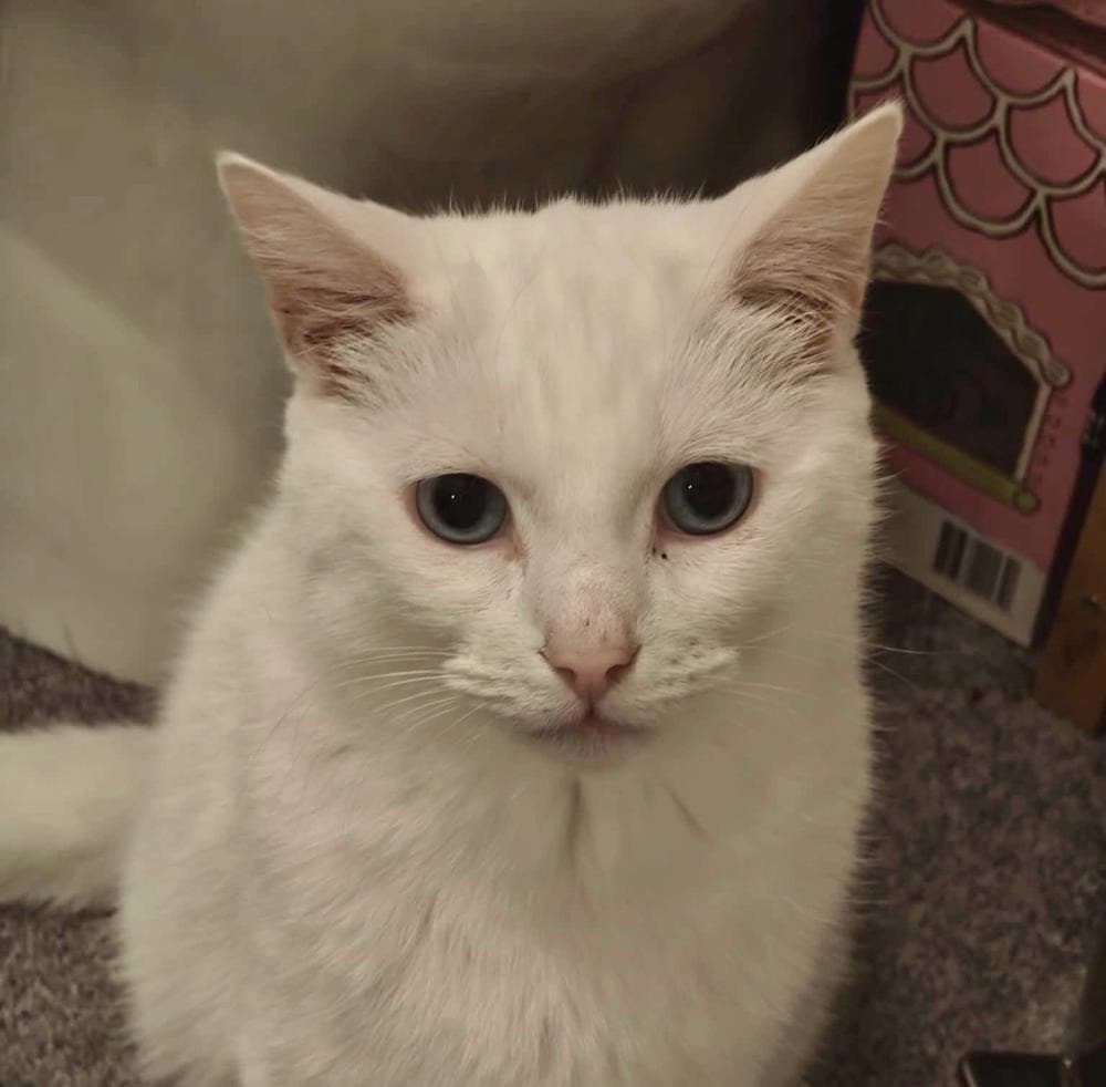 Snowy — Domestic Cat