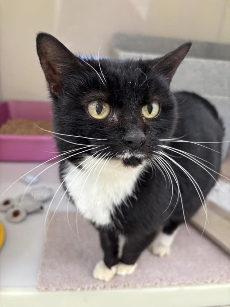 Dinky — Domestic Cat