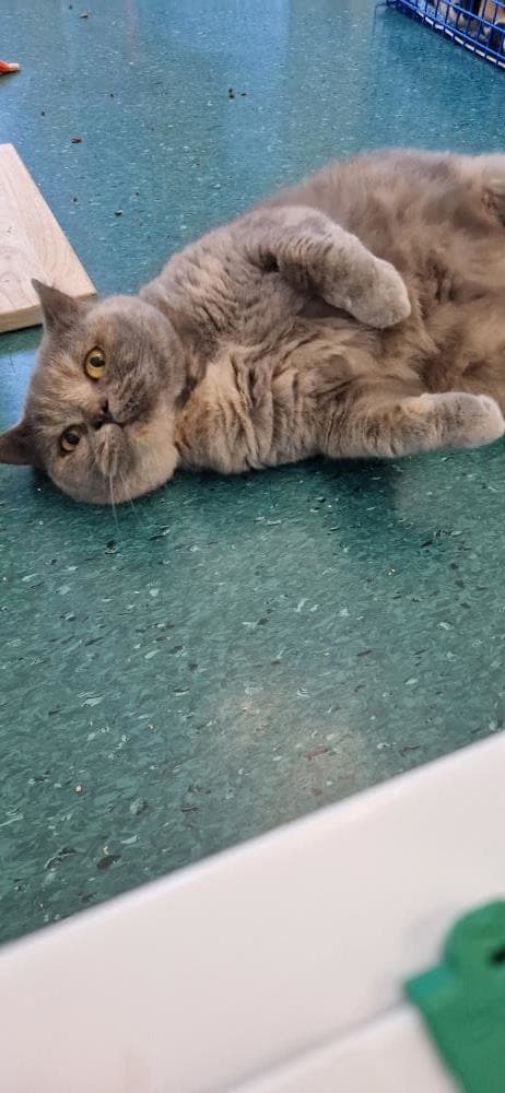 Isla — Domestic Cat