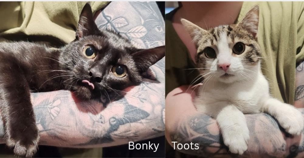 Bonky and Toots — Domestic Cat