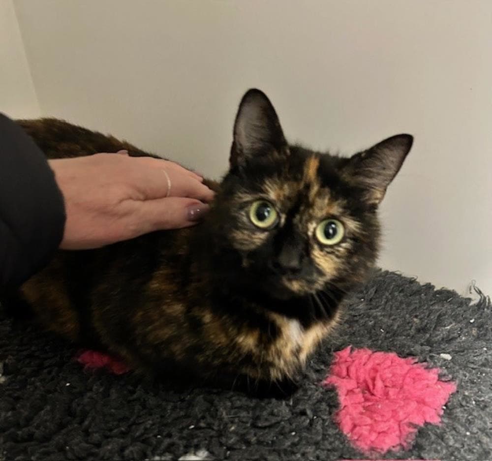 Elsa — Domestic Cat