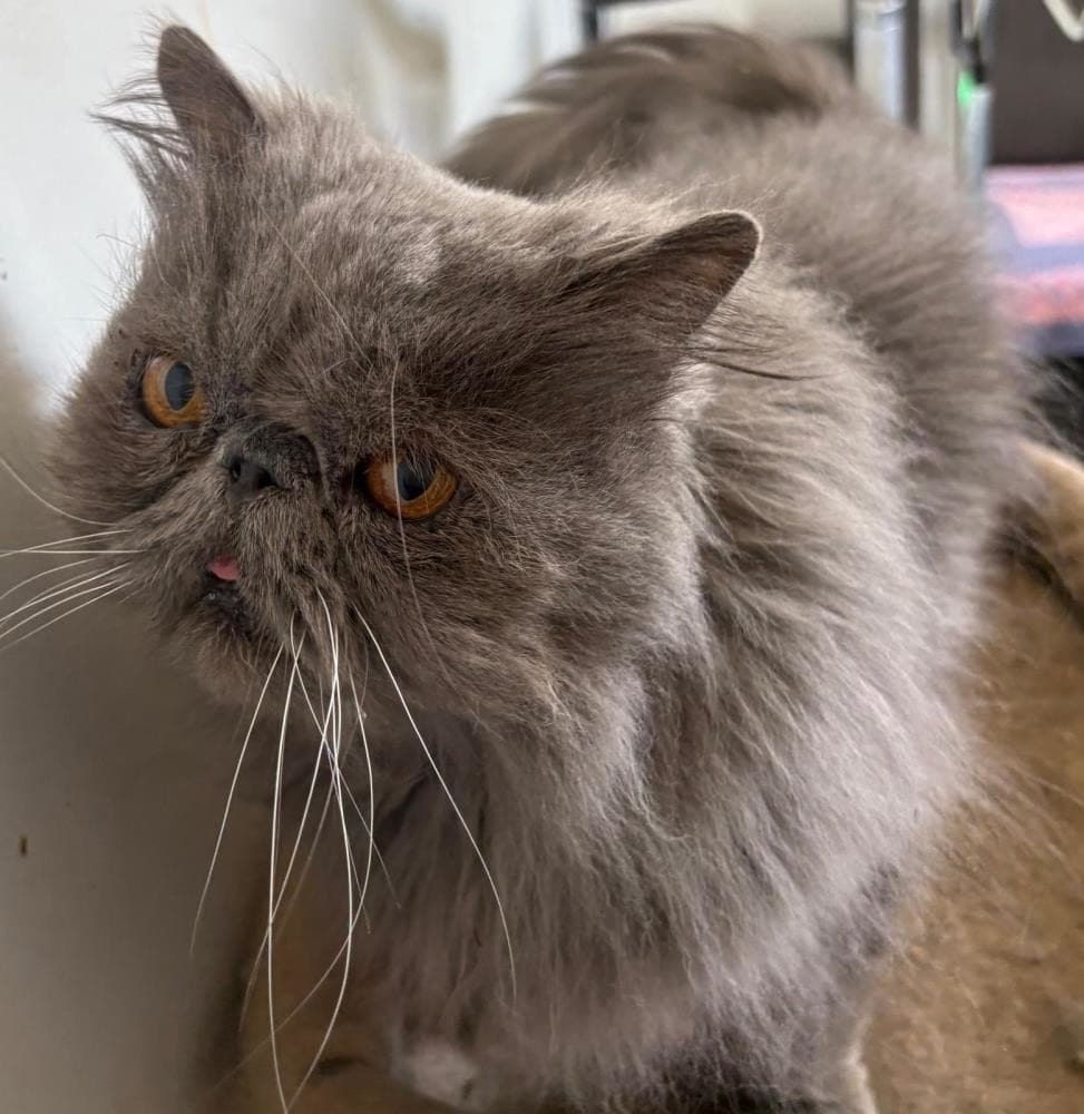 Harvey — Domestic Cat