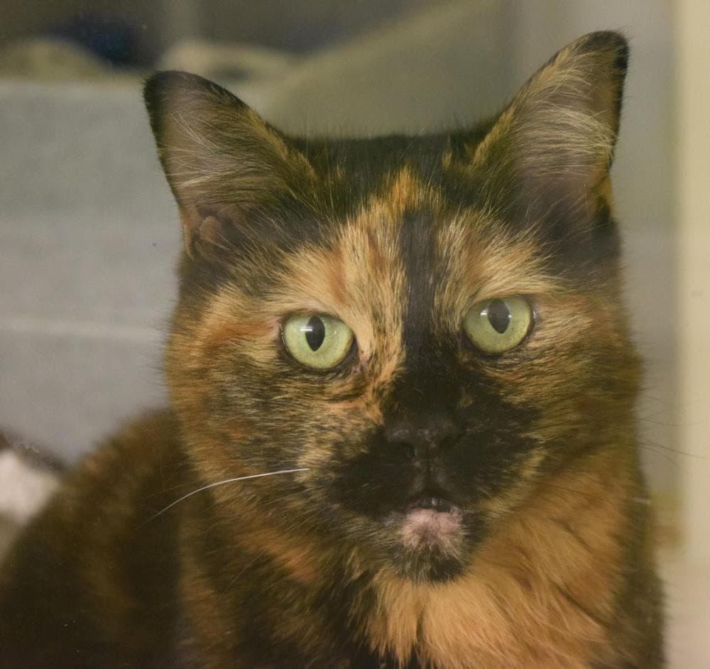 PiuPiu — Domestic Cat