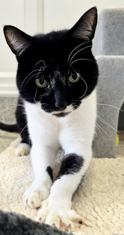 Marley — Domestic Cat