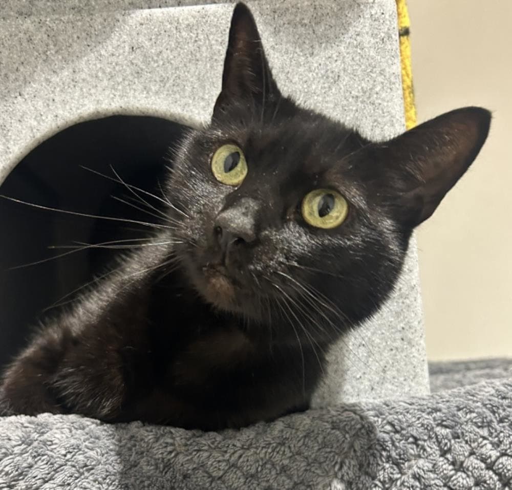 Loki — Domestic Cat