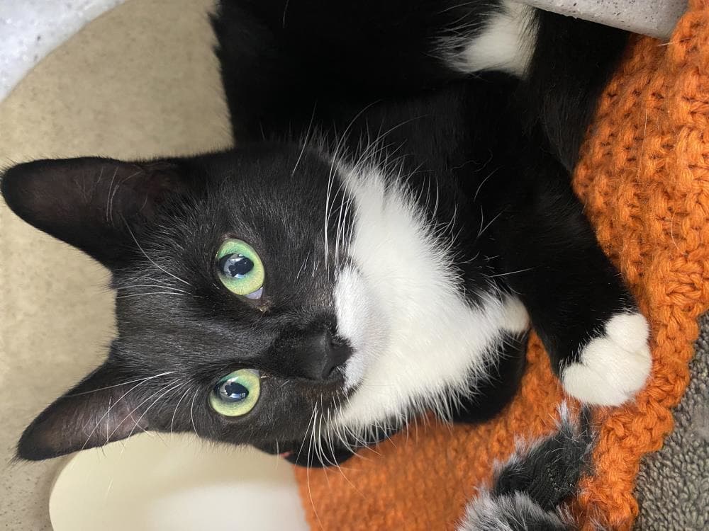 Crimson — Domestic Cat