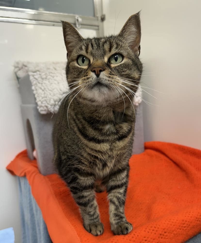 Gracie — Domestic Cat