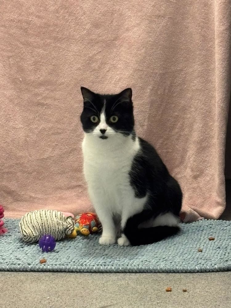 Sparkle — Domestic Cat