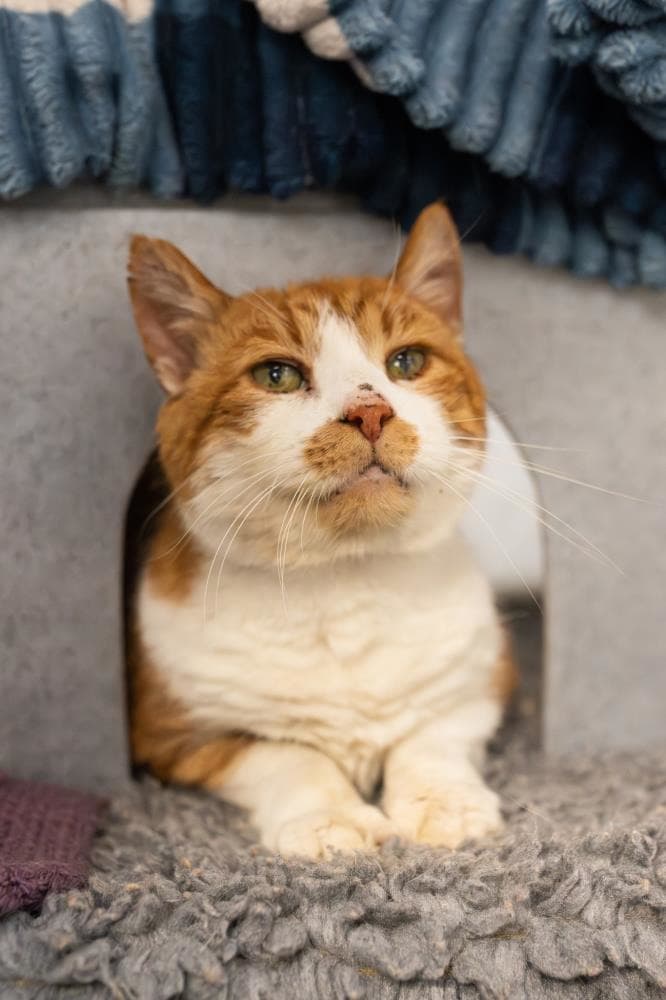 Bob — Domestic Cat