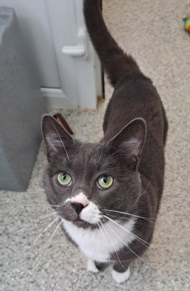 Munchkin — Domestic Cat