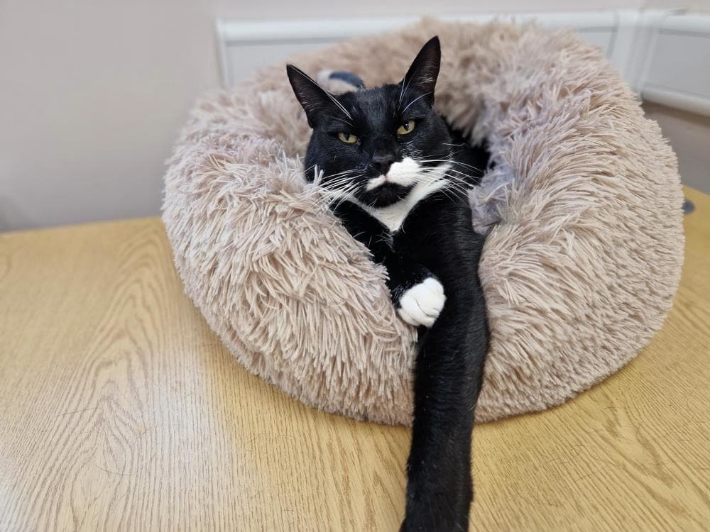 Jinx — Domestic Cat