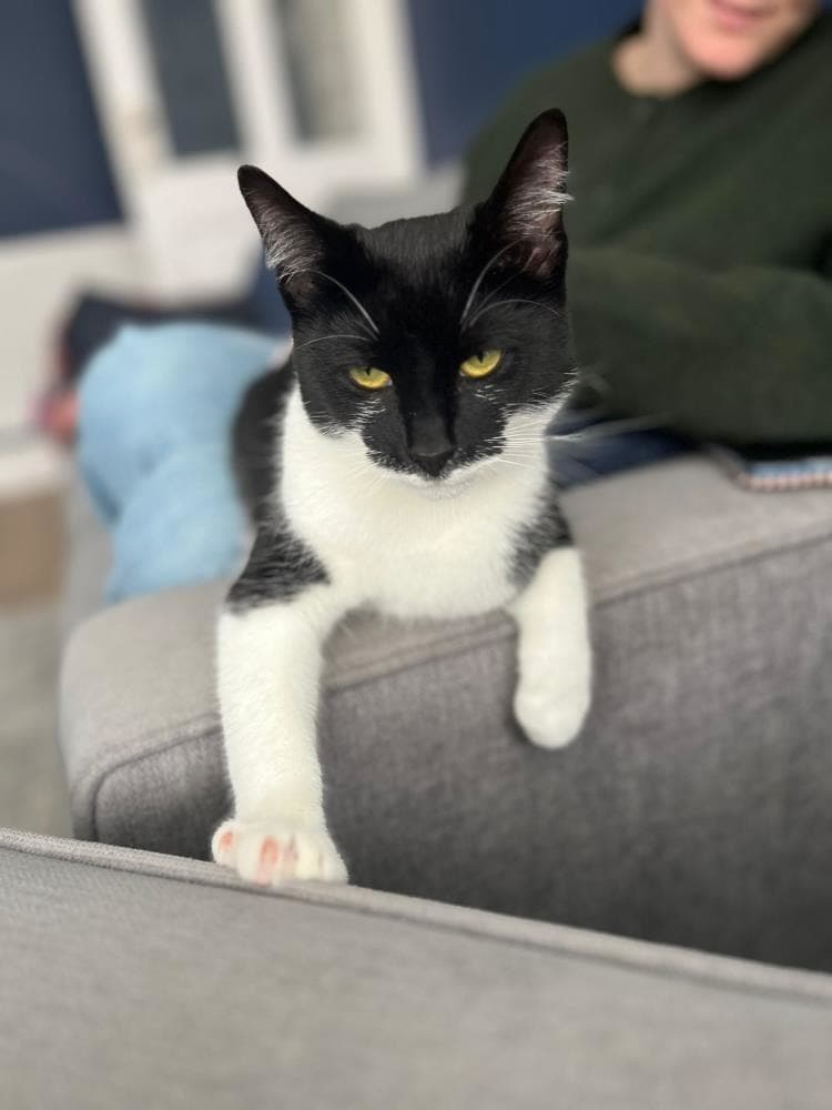 Stitch — Domestic Cat