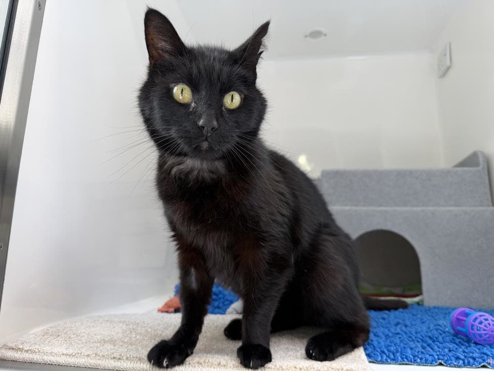 Bill — Domestic Cat