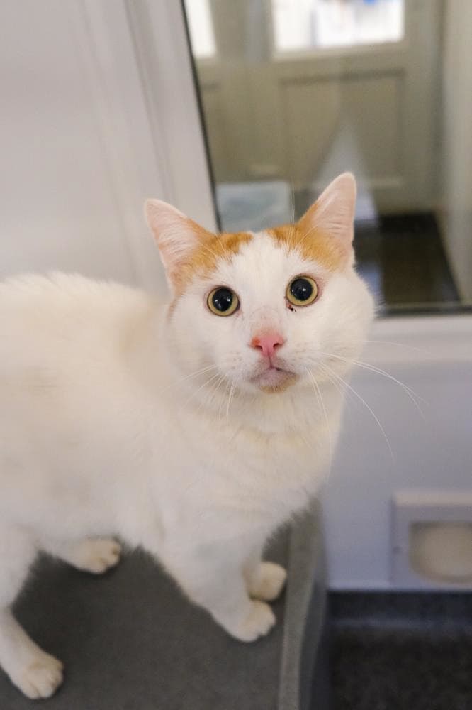 Koko — Domestic Cat