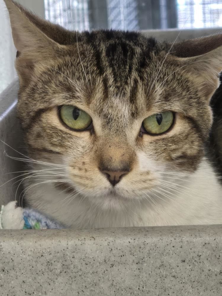 Sonny — Domestic Cat