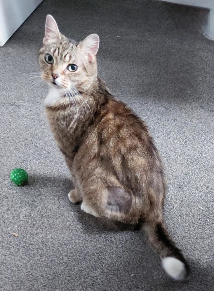 Bella — Domestic Cat