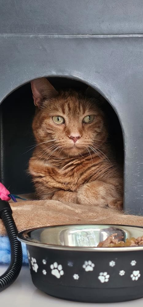 Marmaduke — Domestic Cat