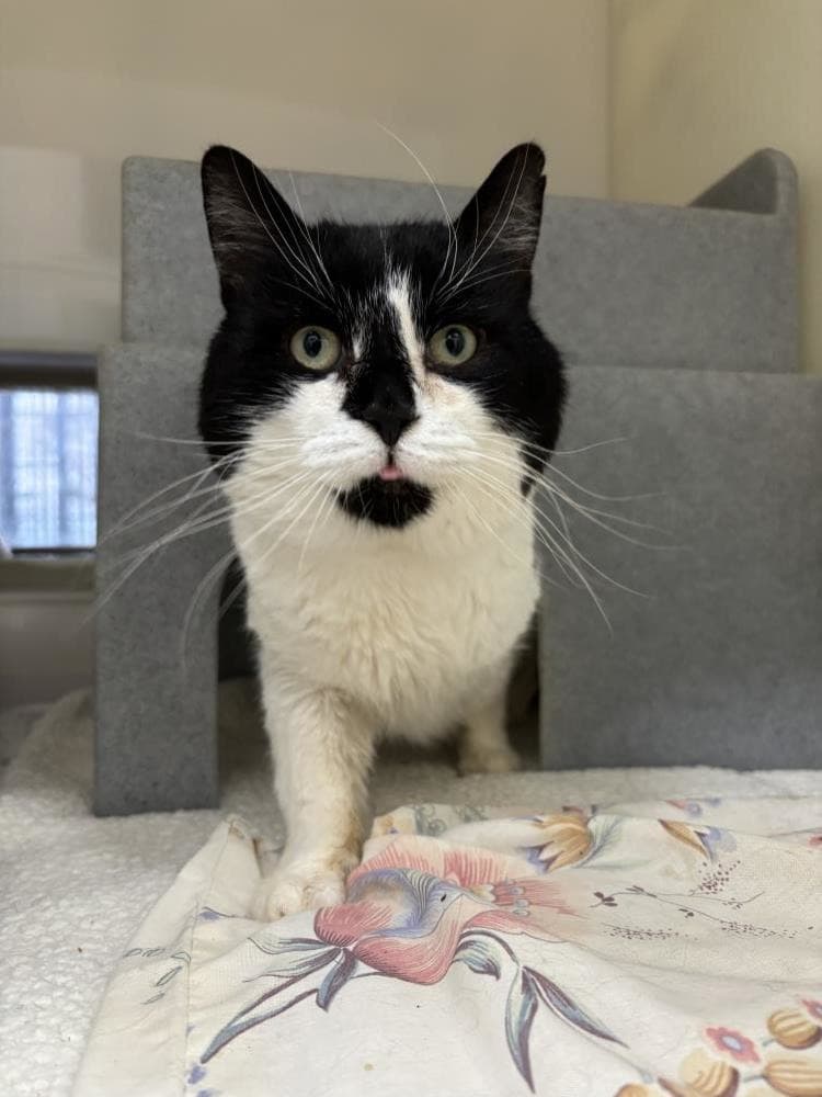 Baxter — Domestic Cat