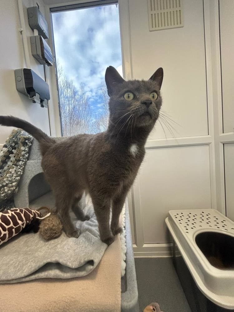 Blu — Domestic Cat