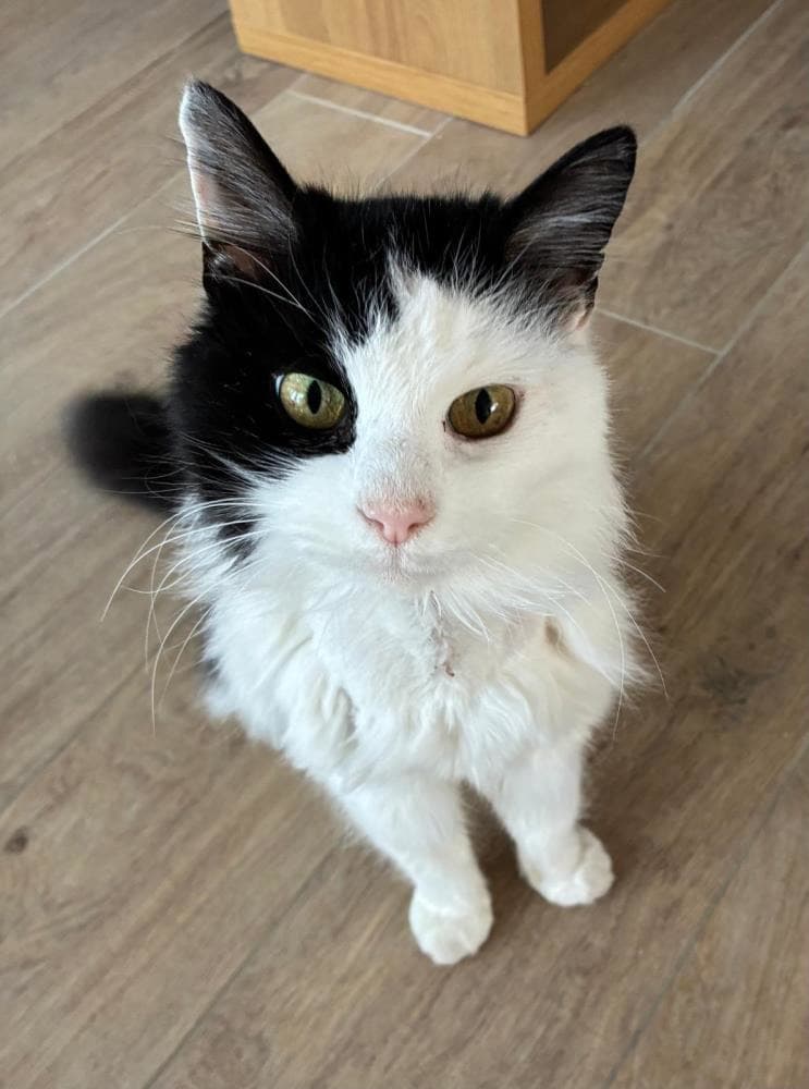 Smudge — Domestic Cat