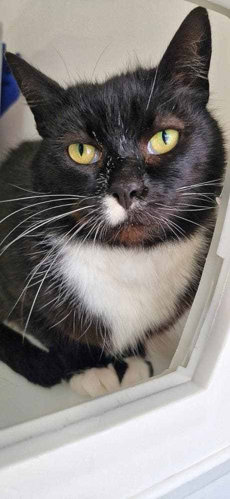 Sigourney — Domestic Cat