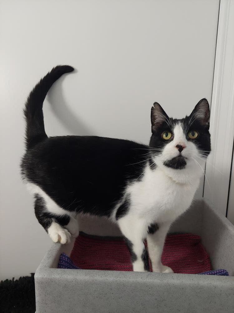 Ying — Domestic Cat