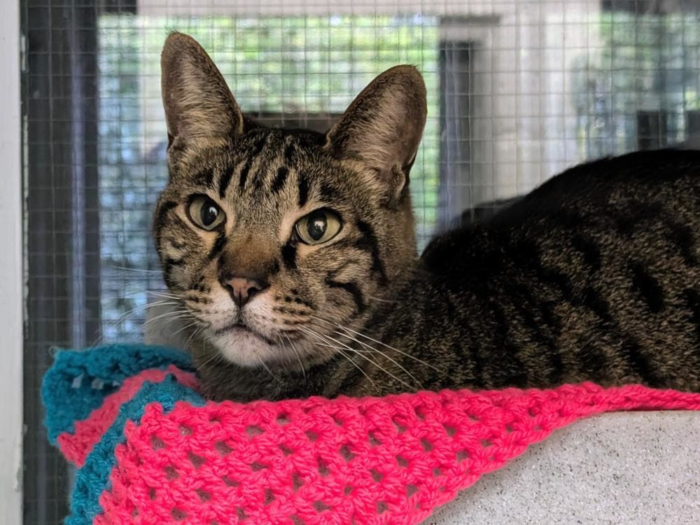 Shakur — Domestic Cat