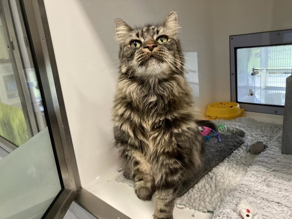 Billie — Domestic Cat