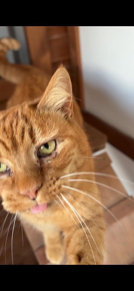 Mungo — Domestic Cat