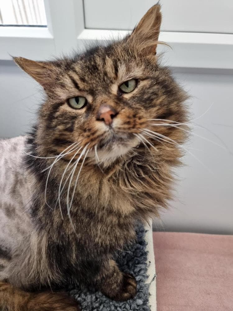 Mufasa — Domestic Cat