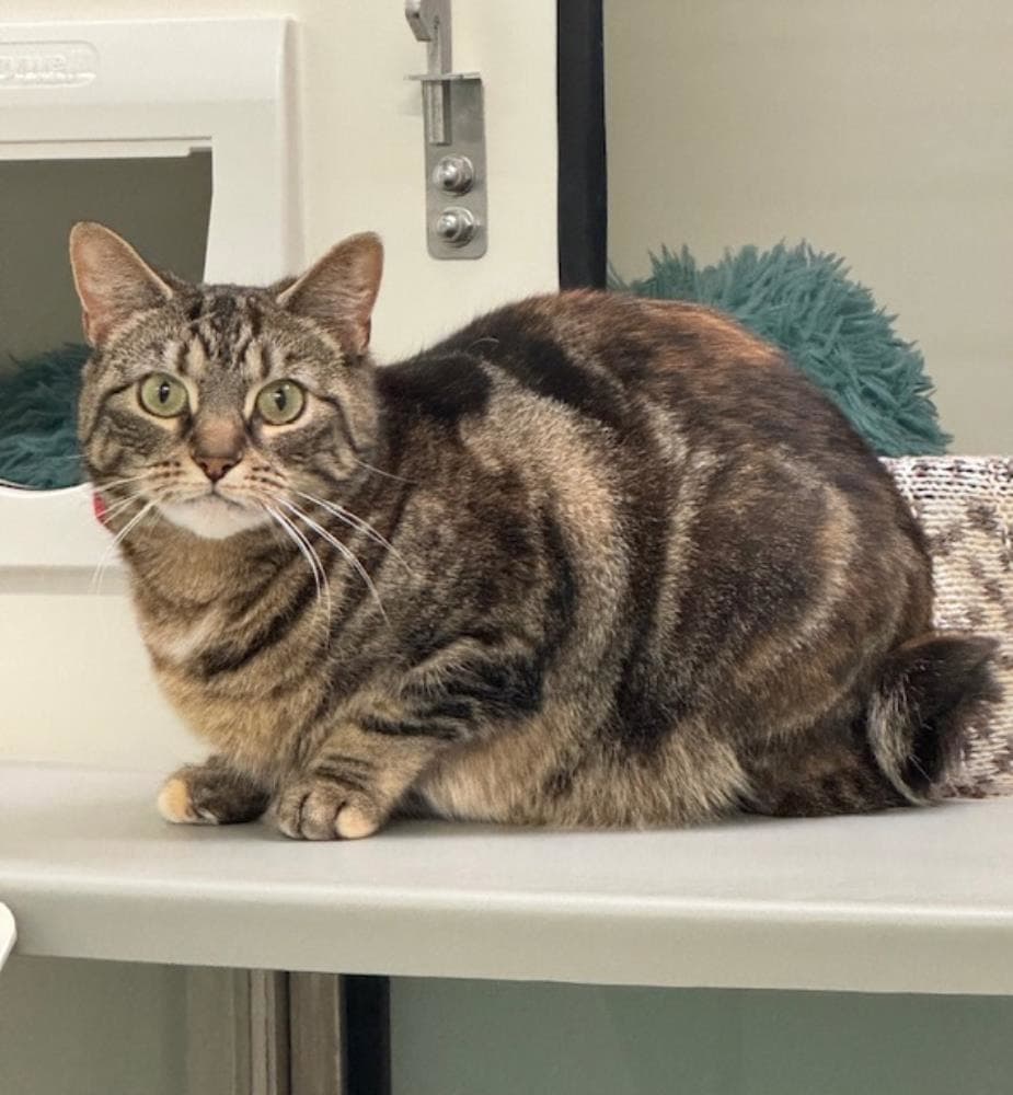 Florence — Domestic Cat