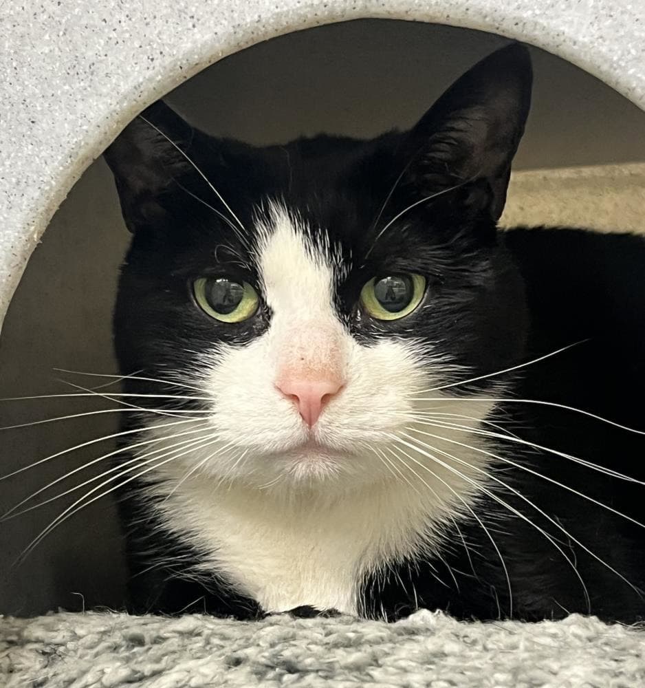 Bertie — Domestic Cat