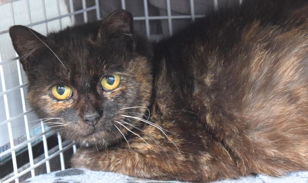 Toots — Domestic Cat