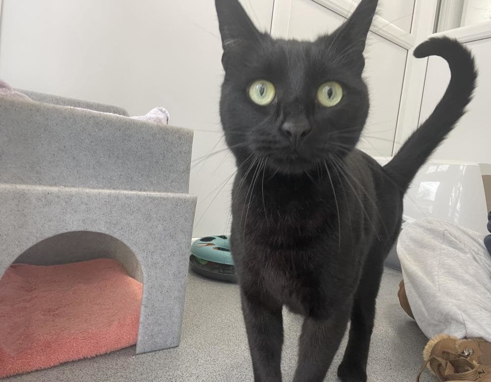 Pika — Domestic Cat