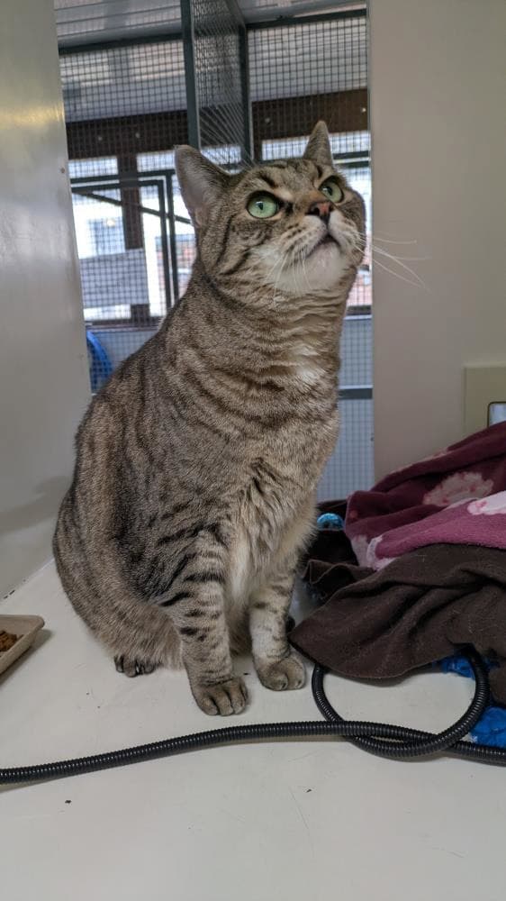 Thomas — Domestic Cat