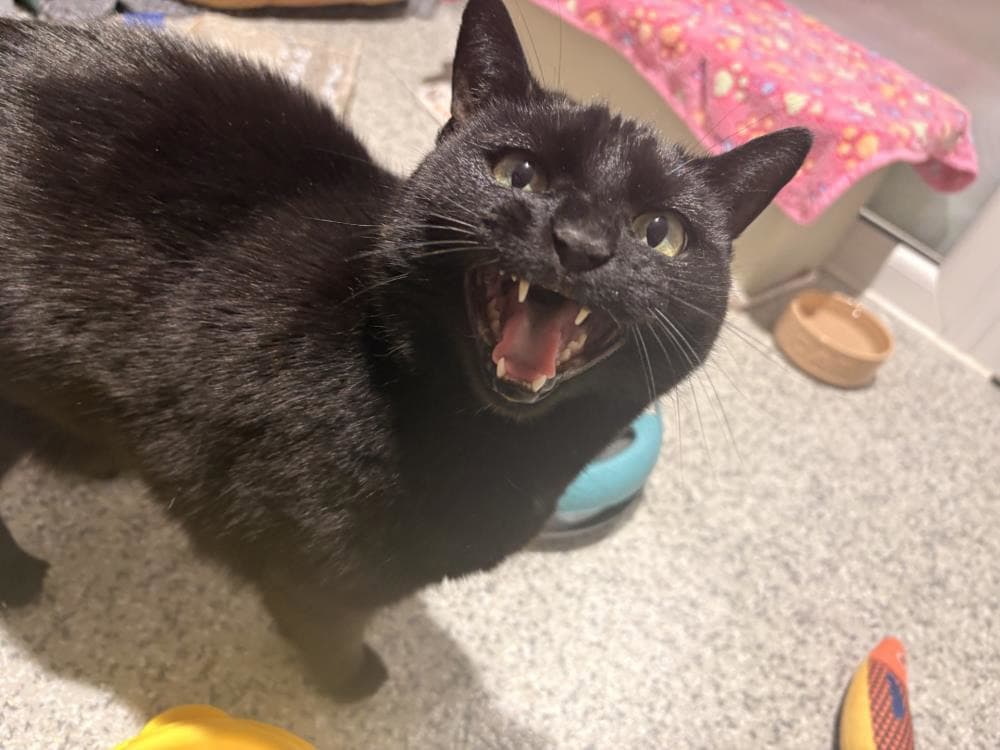 Yoko — Domestic Cat