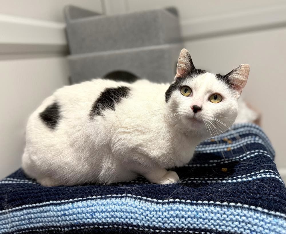 Shirley — Domestic Cat