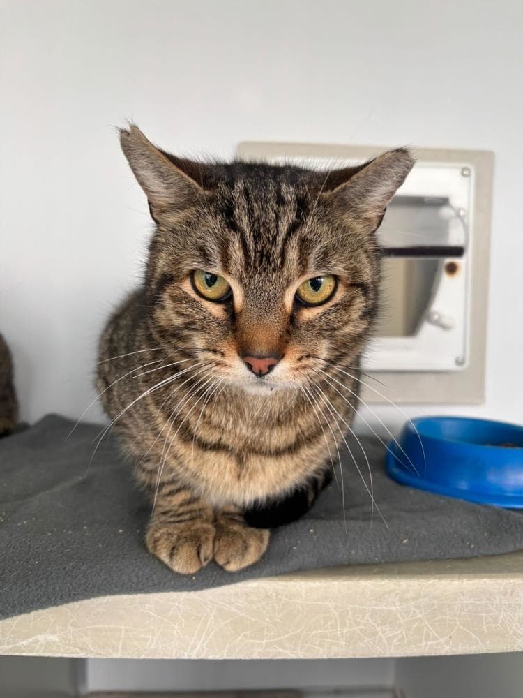 Uno — Domestic Cat