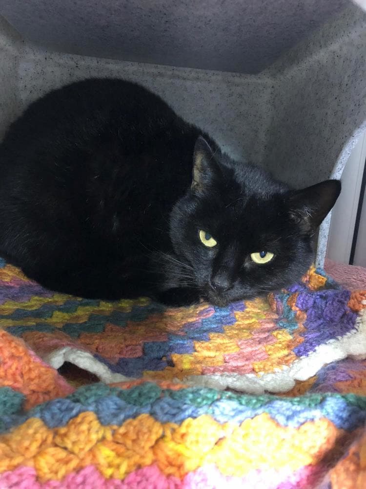 Katie — Domestic Cat