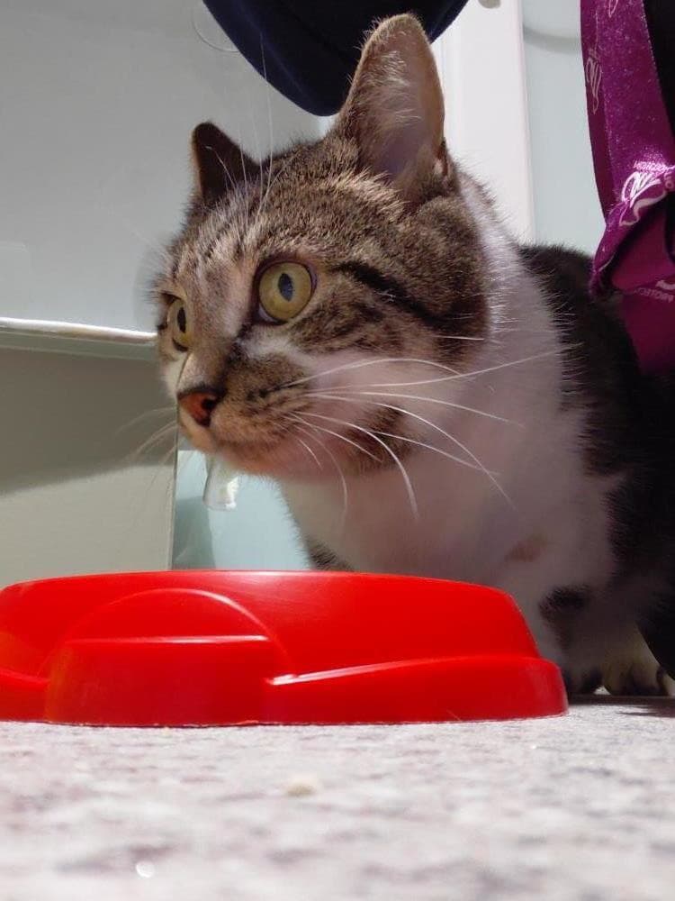 Chappie — Domestic Cat