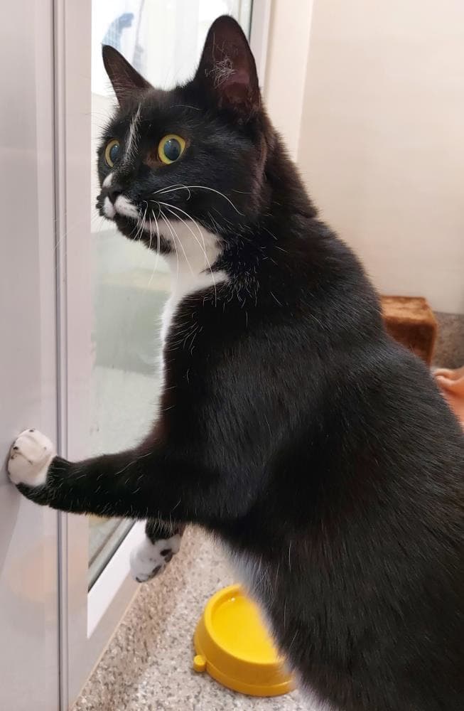 Betta — Domestic Cat