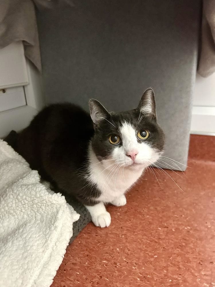 Moss — Domestic Cat