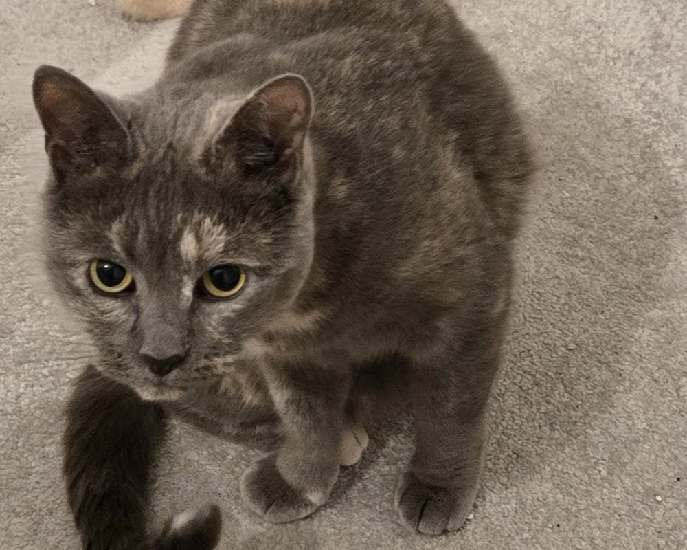 Bella — Domestic Cat