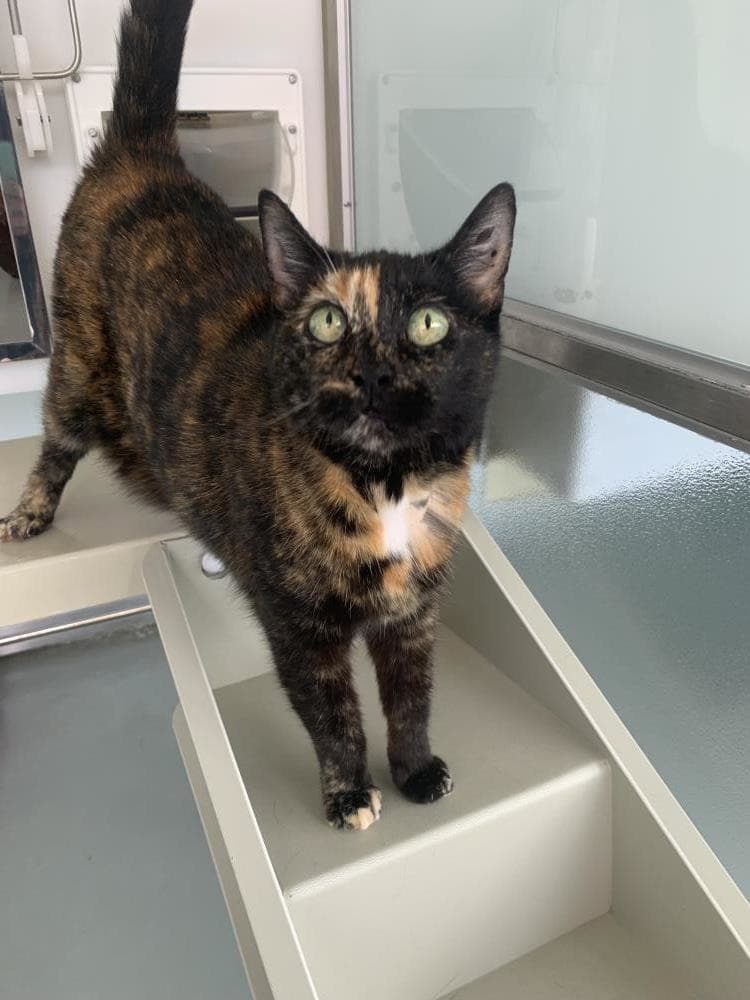 Ruby — Domestic Cat