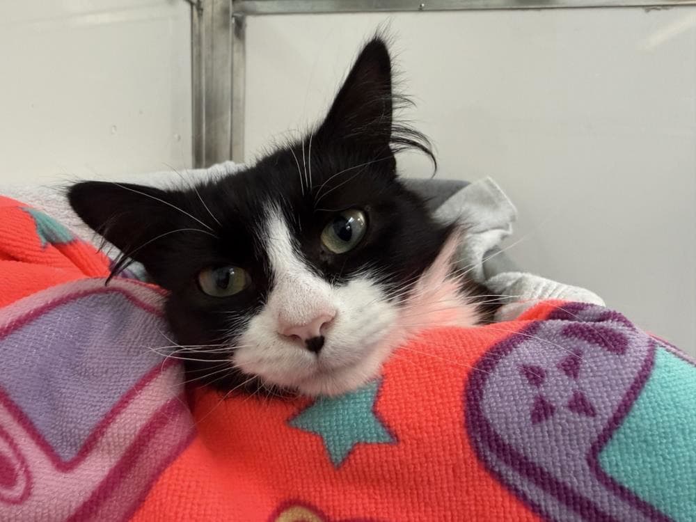 Serif — Domestic Cat