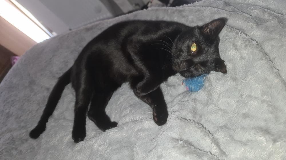 Phoenix — Domestic Cat