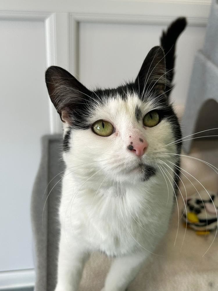 Bunny — Domestic Cat