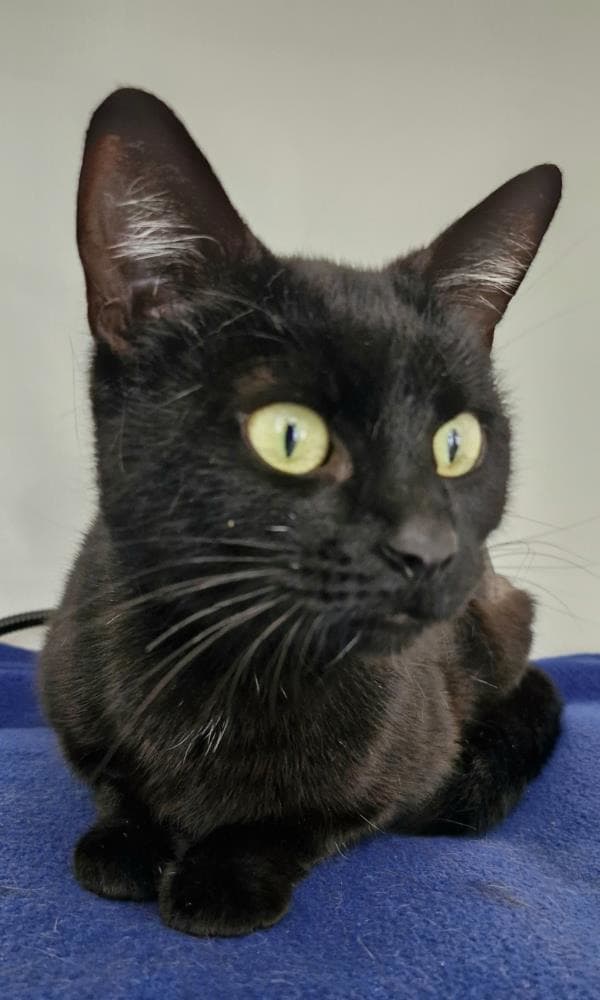 Sprocket — Domestic Cat