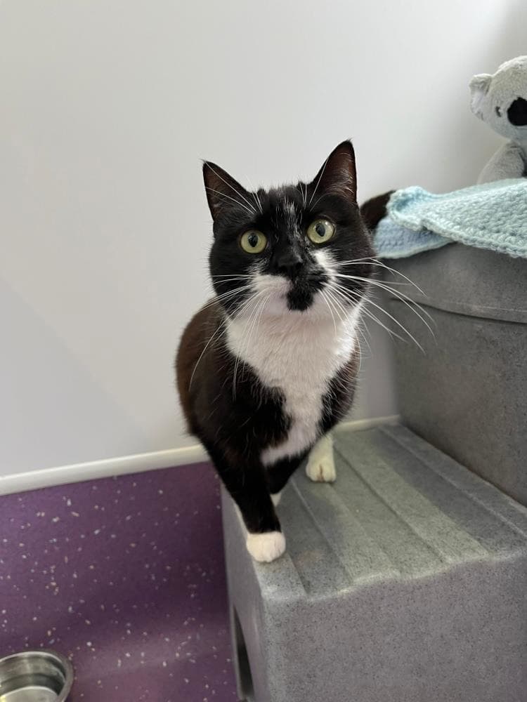 Mittens — Domestic Cat