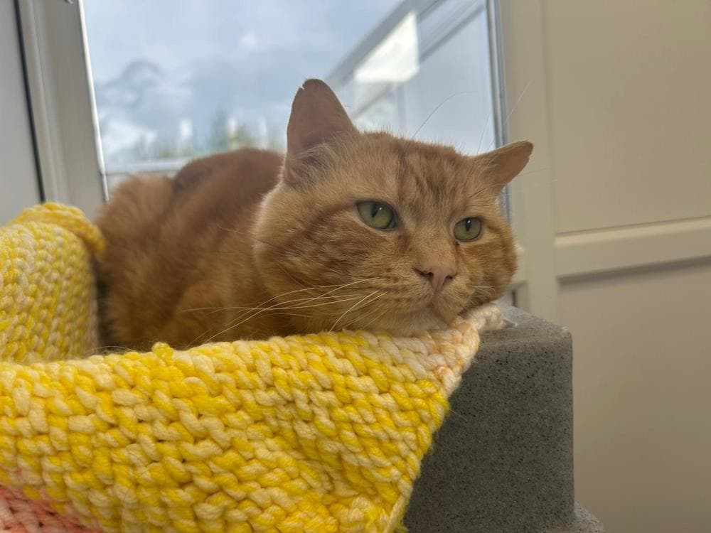 Peanut — Domestic Cat